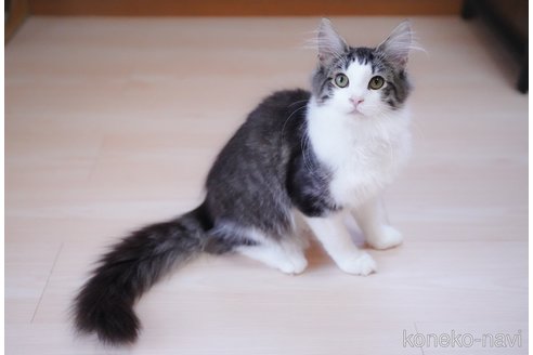 成約済の愛知県のノルウェージャンフォレストキャット-101458の7枚目